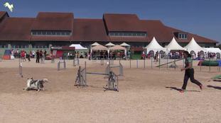 Vitoria Hundewelt Vitoria Hundewelt