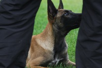 Bora von den Belgischen Wolfen