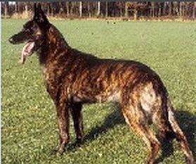 Catro (Janssen) Catro (Janssen)