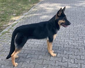 Xylla von Prevent Xylla von Prevent