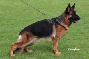 Ivy von der Sulzbachwiese Ivy von der Sulzbachwiese