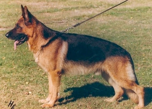 Zamb von der Wienerau Zamb von der Wienerau