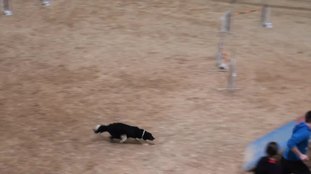 Amazing Supersonic Picabo Amazing Supersonic Picabo
