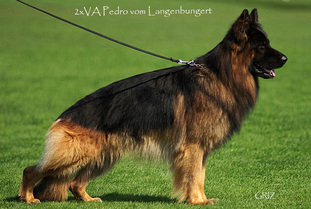Pedro vom Langenbungert Pedro vom Langenbungert