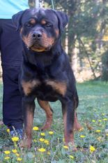 Matcho vom L.M.Rott Matcho vom L.M.Rott