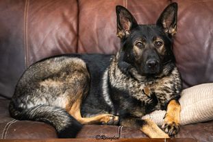 Reinhund Diamond von Reinglen Reinhund Diamond von Reinglen