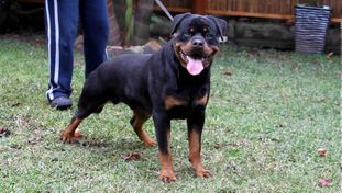 Rockdalestar Astor Rockdalestar Astor