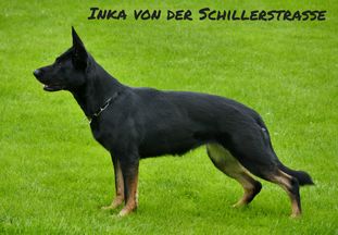 Inka von der Schillerstraße Inka von der Schillerstraße