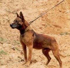 Duco II (Seegers) Duco II (Seegers)