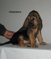 Francesca z Podjeřmanské skály Francesca z Podjeřmanské skály