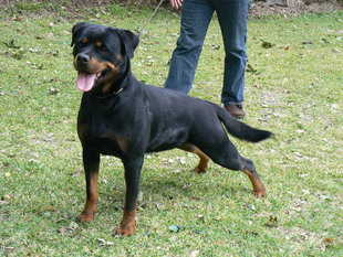 Kikka ROI 1378655 Kikka ROI 1378655