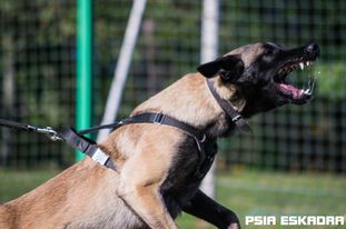 Wega Marshall Dogs Wega Marshall Dogs