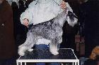 dog image background