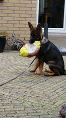 Amica Canis Invictus Amica Canis Invictus