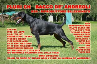 Bacco De' Andreoli Bacco De' Andreoli