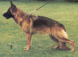 Vaneska von der Wienerau Vaneska von der Wienerau