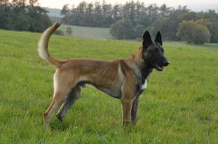 L'Yackson Extra Temperament L'Yackson Extra Temperament