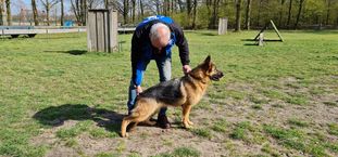 Bailey van Tienkamshoeve Bailey van Tienkamshoeve