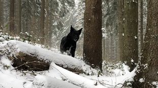 Senta (Linke) Senta (Linke)