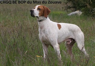 Be bop du Mas du Zouave Be bop du Mas du Zouave