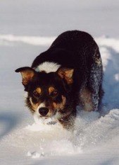 Skippy ISDS 233488 Skippy ISDS 233488