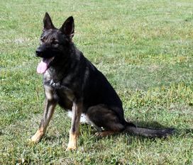 Abbie z Petrovického zámku Abbie z Petrovického zámku