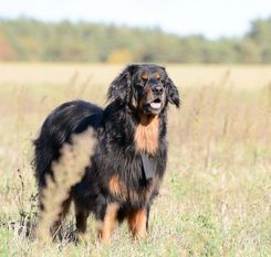 Falko von Mehringen Falko von Mehringen