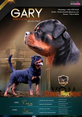Gary vom Hause Niveksue Gary vom Hause Niveksue