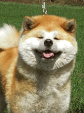Sanae Go Shun'You Kensha Sanae Go Shun'You Kensha
