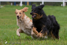 Bild von Satchmo vom Kloster Rohrbach