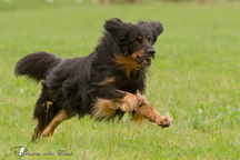 Bild von Satchmo vom Kloster Rohrbach