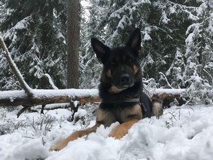 Ruskamäen Otso Ruskamäen Otso
