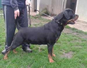 Nick von der Maxi Rott Nick von der Maxi Rott