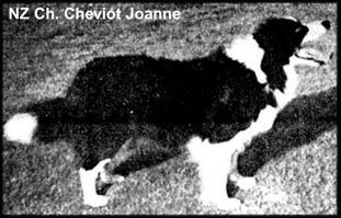 Cheviot Joanne Cheviot Joanne