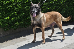 Huzzy van de Moerepoort Huzzy van de Moerepoort
