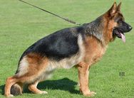 Kosmo von der Piste Trophe