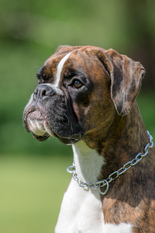 Franca vom Rottland Franca vom Rottland
