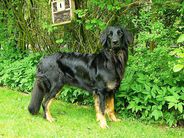 Arya von der Eifelbuche