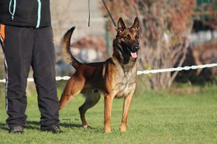 working-dog G'Thor working-dog G'Thor