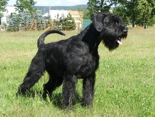 Karis vom Hatzbachtal Karis vom Hatzbachtal