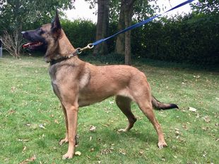 Donna van de Lobo Hoeve Donna van de Lobo Hoeve