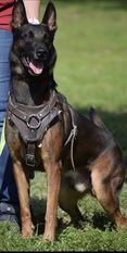 Richard Parker AKC DN37569305 (Stark) Richard Parker AKC DN37569305 (Stark)