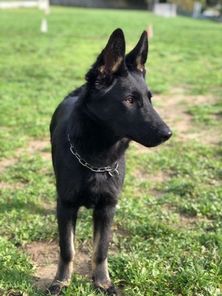 P'Kaiser von Kaisersbari P'Kaiser von Kaisersbari