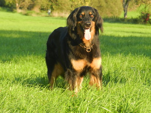 Cayuga von der Leuchtenburg Cayuga von der Leuchtenburg