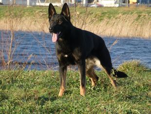 Branca van het Pioniersland Branca van het Pioniersland
