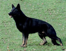 Gaitano von der Staatsmacht Gaitano von der Staatsmacht