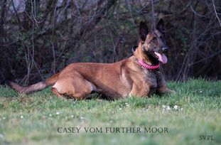Casey vom Further Moor Casey vom Further Moor