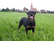 dog image background
