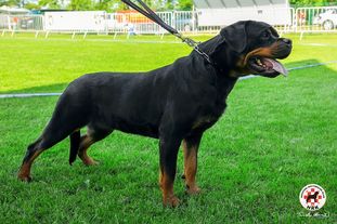 Astra vom Steintor Rott Astra vom Steintor Rott