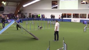 Barney (Bonk) Barney (Bonk)